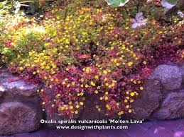 3 more photos view gallery. Oxalis Spiralis Vulcanicola Molten Lava Youtube