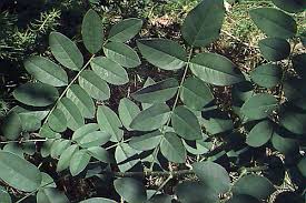 General crown form is oval to round but it has a unique horizontally layered branching structure which accounts for its common name. Sophora Styphnolobium Japonica Japanese Pagodatree Scholar Tree Plant Database University Of Connecticut