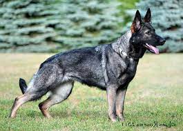 Maybe you would like to learn more about one of these? Czech Working Line German Shepherd Petsidi