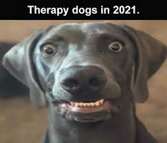 Top 20 Funny Animal Meme Pics Of The Day Funny Animal Memes Funny Animals Animal Memes