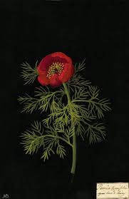 Mary Delany Paeonia Tenuifolia Fine Leav D Piony Collage 1778 Botanical Collage Flower Art Botanical Art