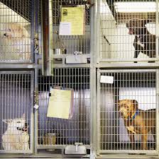 Adopting a shelter animal can be a very rewarding experience. How To Help Animal Shelters During The Coronavirus Pandemic