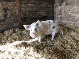 Maybe you would like to learn more about one of these? Pigs As Pets Animal Rescue Centre Goodheart Animal Sanctuaries