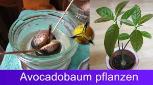 Avocadokern selbst einpflanzen und ein pflanze daraus ziehen. Avocado Pflanzen Avocadobaum Selber Ziehen Youtube