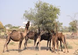 The chipko movement has the private fact of a quintessential peasant movement and a public face of one of the most celebrated environmental movements of this only makes one wonder how much of the movement was motivated by the bishnoi tradition of ecological protection. When Amrita Devi And 362 Bishnois Sacrificed Their Lives For The Khejri Tree Sahapedia