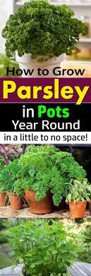 Materials such as compost, animal. Page Not Found Growing Parsley Growing Vegetables Indoor Vegetable Gardening