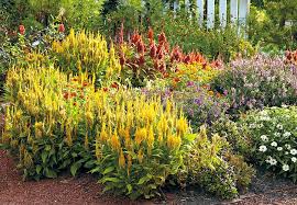 How To Grow Celosia In 2020 Flowering Shrubs Asian Garden Plant Guide