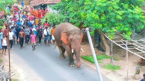 আজ 12 আগস্ট বিশ্ব হাতি দিবসে *রামলাল* সহ সমস্ত বন্যা হাতিদের আন্তরিক  শুভেচ্ছা ও ভালোবাসা ❤️🦣❤️ বন্যরা বনেই সুন্দর জঙ্গলমহলে রামলাল। এ দিনটি ...