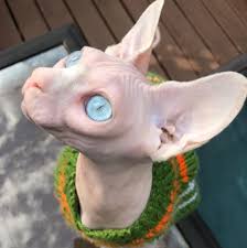 Beautiful male elf sphynx kitten, 4 months old. Elite Sphynx Kitten Nyc 10 Photos Pet Service