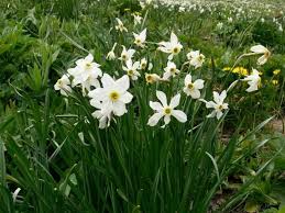 Această fotografie este despre înflorire, tufișurile, vine primavara. Plante Care Infloresc In Martie Epoch Times Romania