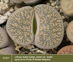 Image result for Lithops lesliei