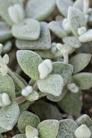 Image result for Kalanchoe lateritia