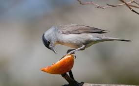 Rspb Garden Birdwatch Can You Identify These Garden Birds