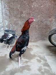Rooster category on which i mostly like to make video. Aseel Murga Photos Facebook