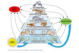 The Energy Pyramid Trophic Level Ocean Food Web Food Web