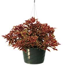 Image result for Coleus guerkei