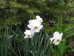 But what really makes my blood boil is the 'japanese wonder flower'. First Aid For Non Blooming Daffodils Kevin Lee Jacobs