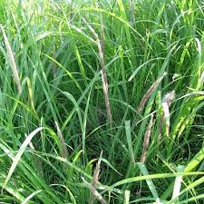 Image result for Grewia conocarpa