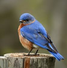 Birds That Start With B Pin By Miri Sherer On Art And Birds Blue Bird Pet Birds Bird