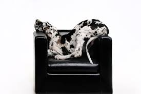 We did not find results for: 7 Reasons That You Shouldn T Get A Great Dane Great Dane Care