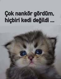 Gulsum Gultekin Adli Kullanicinin Ozlu Sozler Panosundaki Pin Kedi Animasyon Ozlu Sozler