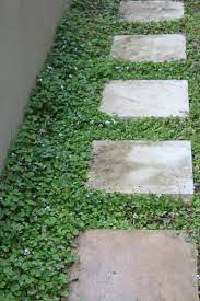 Native Violets And Stepping Pads Great For My Hidden Children S Path Sloped Garden Ground Cover Plants Garden Paving