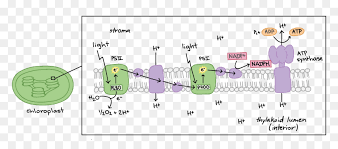 Check spelling or type a new query. Transparent Plant Cell Png Photosynthesis Light Reaction Png Download Vhv