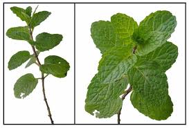 Yerba Buena Medicinal Plants Herbal Therapy Plants