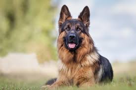 Please click the learn more button below, tell us about your. German Shepherd Names 300 Greatest Names For Your Pup Perfect Dog Breeds