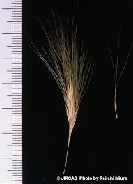 Image result for Aristida diffusa