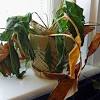 Indoor plants for bedroom according to vastu. 1