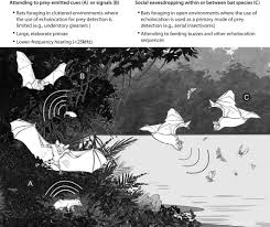 Ionization smoke detectors have two plates with an electric charge flowing between them. The Challenge Of Detecting Prey Private And Social Information Use In Predatory Bats Page 2020 Functional Ecology Wiley Online Library