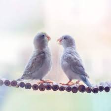 fotos encantadoras de passaros e passarinhos em 2020 periquitos passaros amor de conto de fadas pinterest