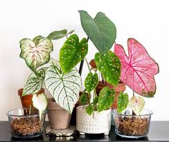 Jenis tanaman hias untuk halaman rumah. 4 Jenis Tanaman Hias Ini Tidak Mudah Mati Jika Diletakkan Di Halaman Rumah