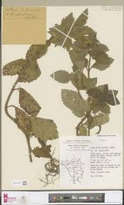 Image result for Englerina woodfordioides