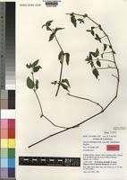 Image result for Justicia diclipteroides