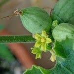 Image result for Corallocarpus schinzii