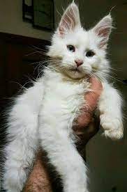 Pin On Chat Maine Coon