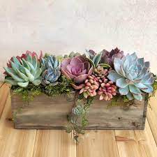 Fashion, motors, electronics, sporting goods, toys How To Identify My Succulent Correctly 4 Proven Ways Succulents Addiction
