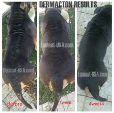 Pitbull Skin Problems Patchy Hair Loss Equinat Usa Com Patchy Hair Loss Skin Problems Hair Loss