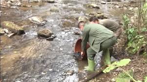 Miniş, văliug, ochiul bei şi topleţ. Peste 5000 De PuieÅ£i De PÄƒstrÄƒv Indigen Au Fost EliberaÅ£i In Apele De Munte Din Caras Severin Video Infocs