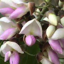 Image result for Millettia pinnata