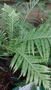 Image result for Blechnum