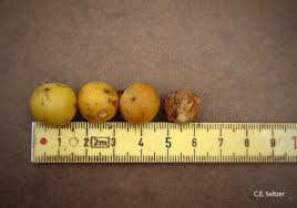 Image result for Deinbollia