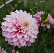 Dahlia Zebrano Perfect Pink Dahlia How To Introduce Yourself