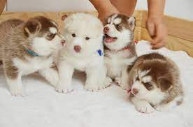Also come with a puppy starter pack. Siberian Husky Price Range How Much Does A Husky Puppy Cost