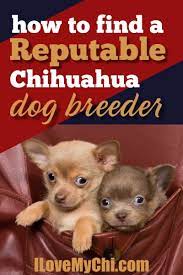 The current median price of chihuahuas in texas is $1,472.00. How To Find A Reputable Chihuahua Dog Breeder I Love My Chi