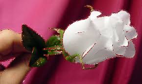 The lists are still longer for plants that symbolize love, joy, or health. Red Rose And White Rose Meaning