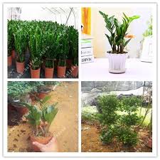1 Pcs Money Tree Seeds Zamioculcas Zamiifolia Indoor Potted Balcony Planting Radiation Absorption Bonsai Plants Seed Home Bonsai Plants Garden Supplies Plants