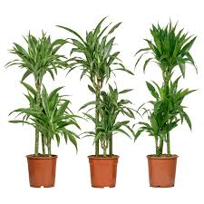 Dracaena Cintho Potted Plant Ikea In 2020 Ikea Plants Artificial Potted Plants Plants